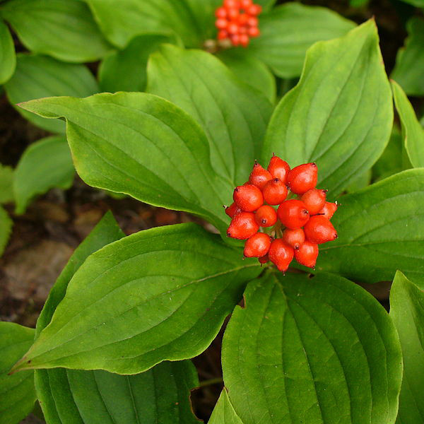 Cornus canadensis Horsford Gardens and Nursery