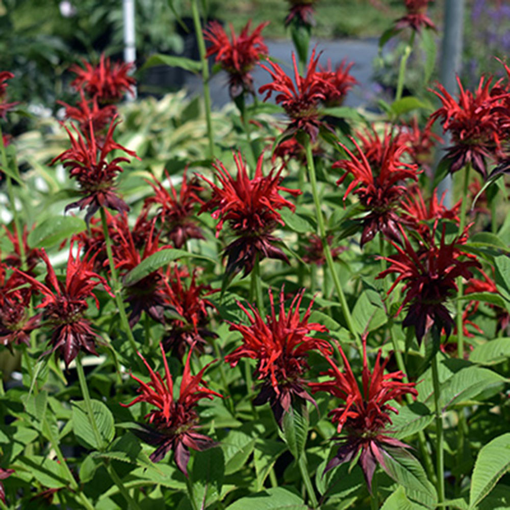 Monarda didyma 'Jacob Cline' - Horsford Gardens and Nursery