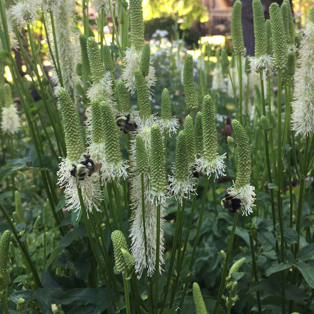 Sanguisorba canadensis - Horsford Gardens and Nursery