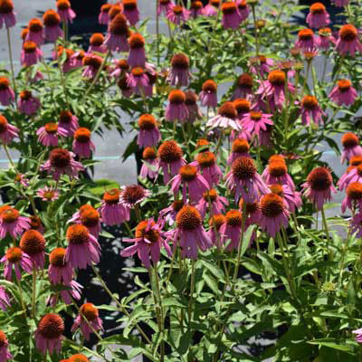 Echinacea purpurea 'Kim's Knee High' Horsford Gardens and Nursery