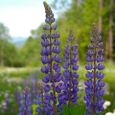 Lupinus perennis Horsford Gardens and Nursery