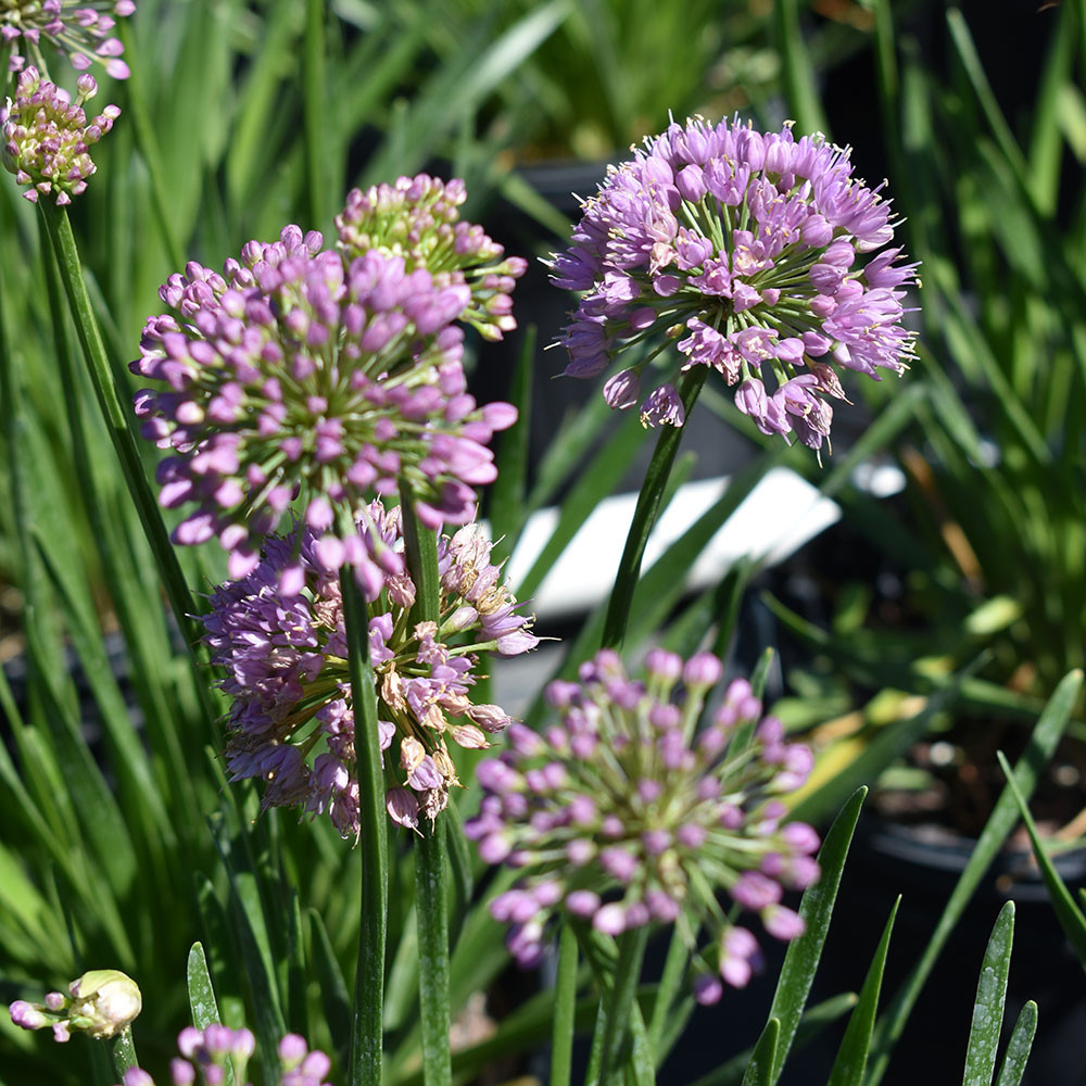 Allium 'Millenium' Horsford Gardens and Nursery