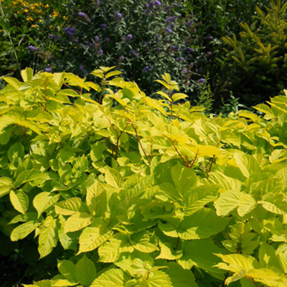Aralia c. 'Sun King' Horsford Gardens and Nursery