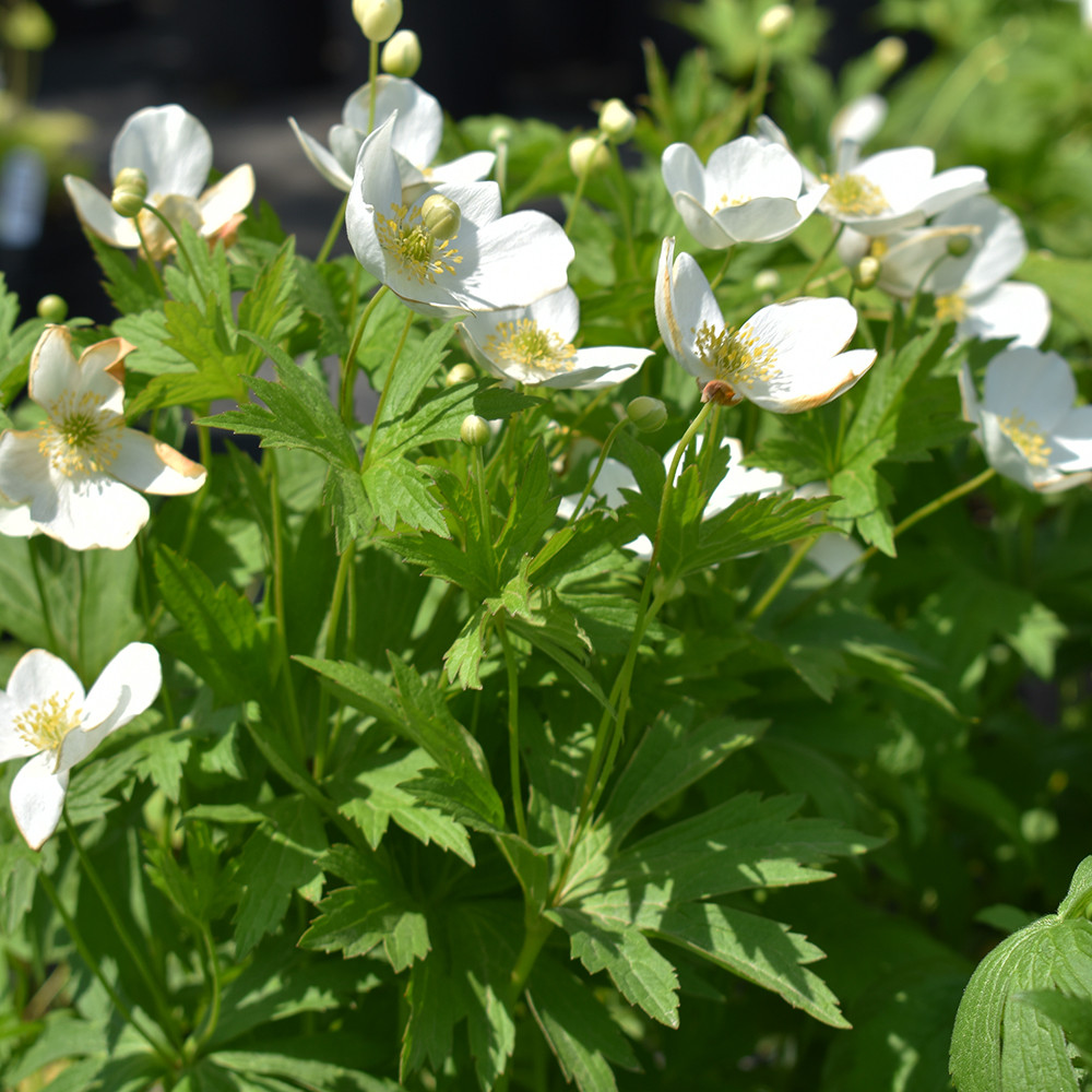 Anemone canadensis Horsford Gardens and Nursery