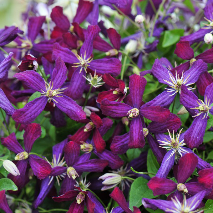 Clematis 'Sweet Summer Love' Horsford Gardens and Nursery