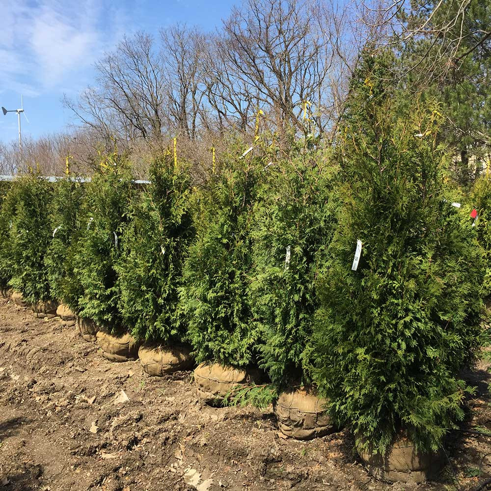 Thuja occidentalis 'Nigra' Horsford Gardens and Nursery