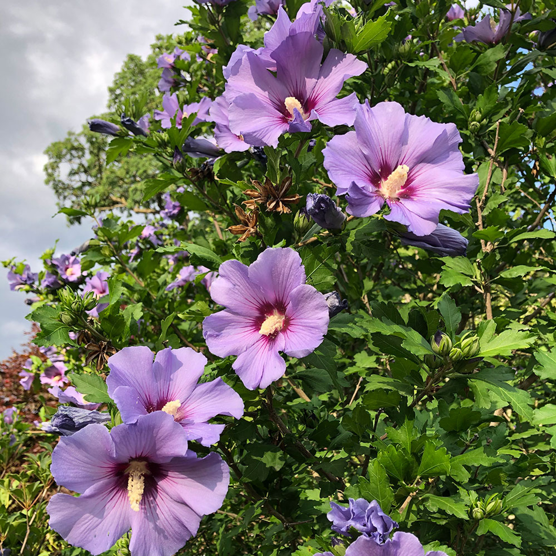 Hibiscus syriacus 'Blue Satin' Horsford Gardens and Nursery