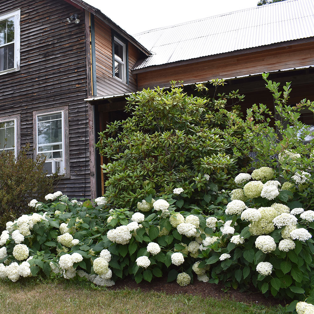 Hydrangea arborescens 'Annabelle' Horsford Gardens and Nursery