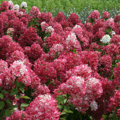 Hydrangea paniculata 'Diamond Rouge' - Horsford Gardens and Nursery