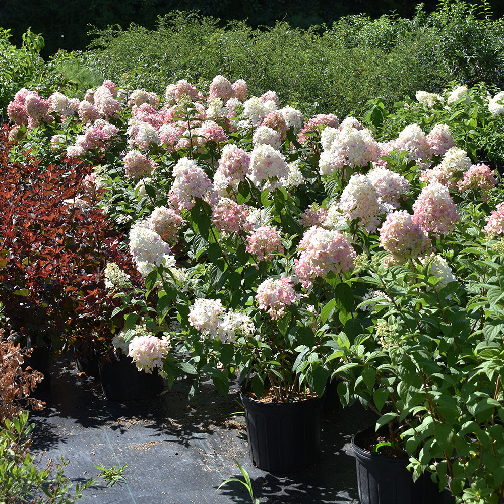 Hydrangea paniculata 'Tardiva' - Horsford Gardens and Nursery
