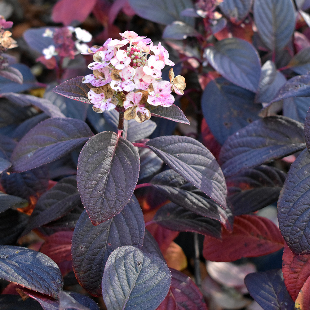 Hydrangea paniculata 'Little Quick Fire' Horsford Gardens and Nursery