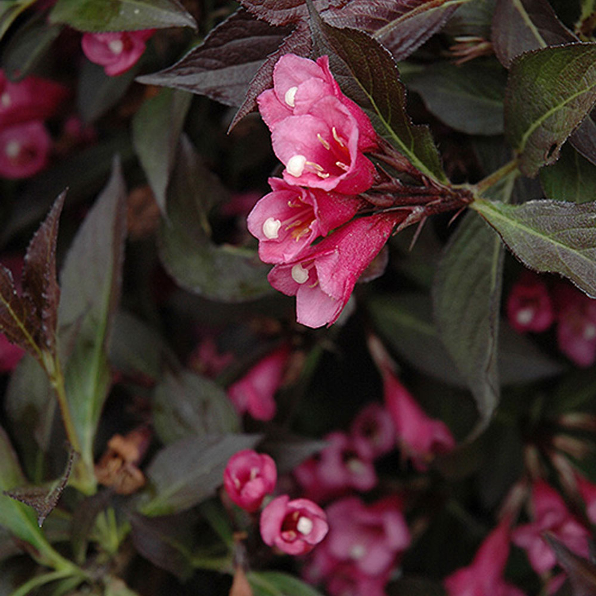 Dwarf Weigela Products Horsford Gardens And Nursery 