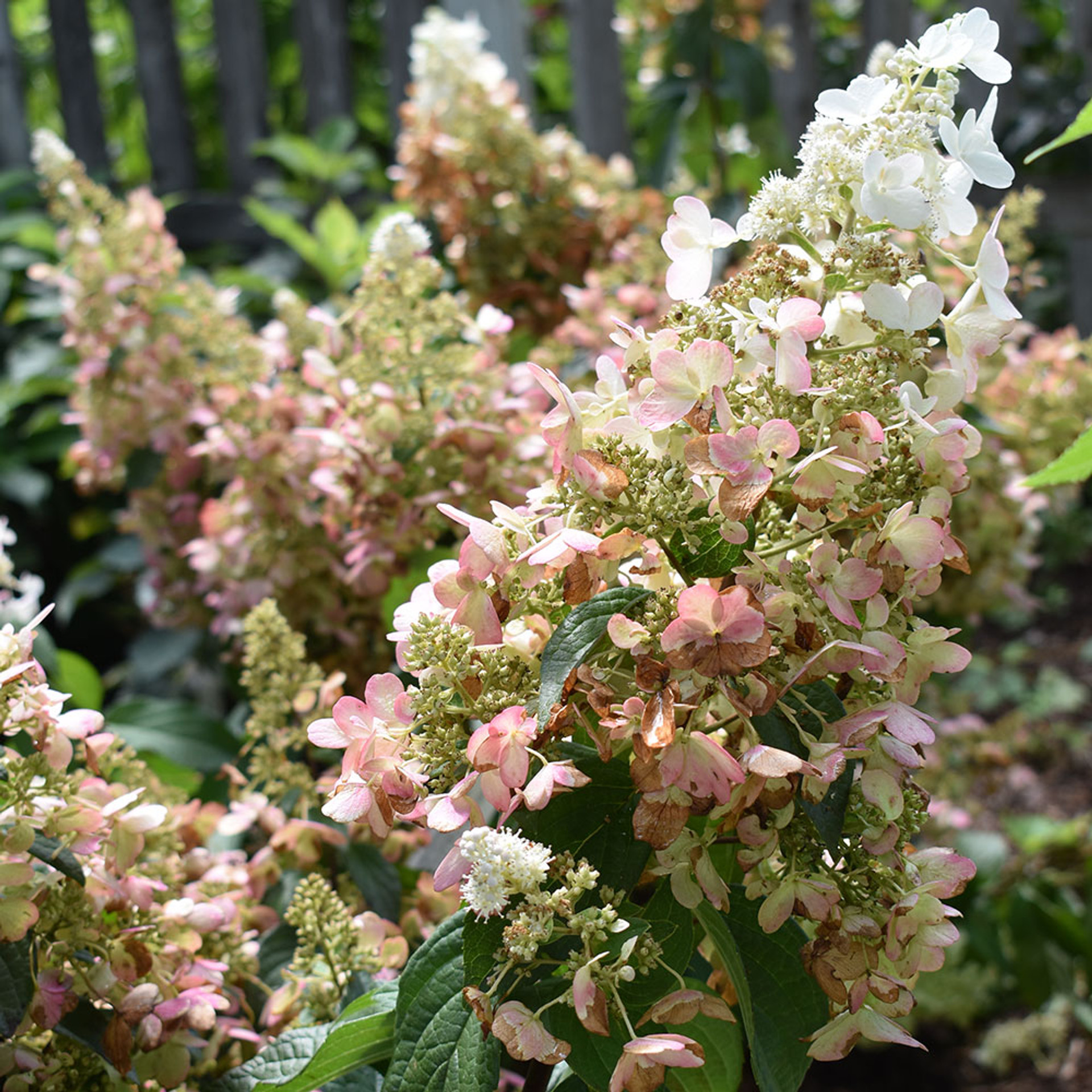 Hydrangea Paniculata Pink Diamond