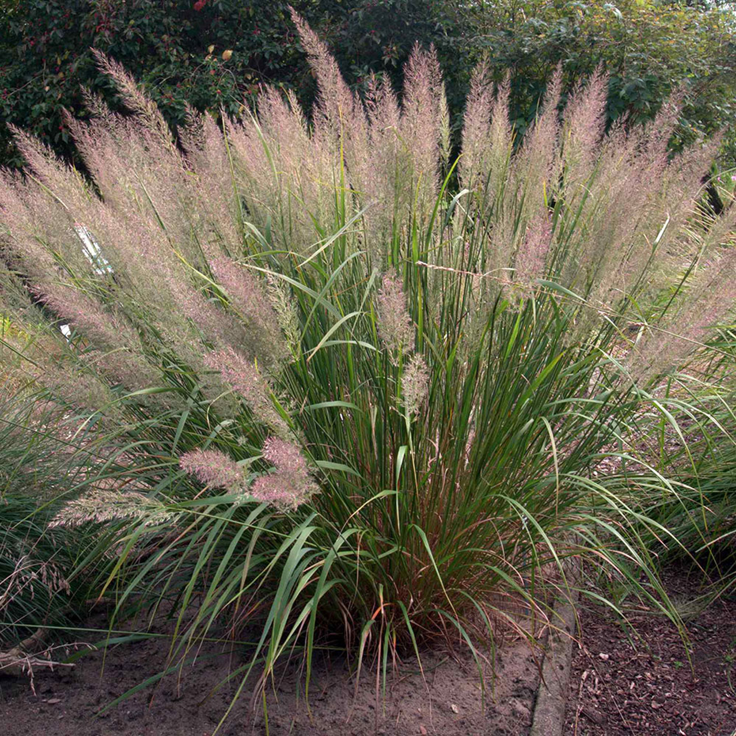 Korean Feather Reed Grass Products Horsford Gardens And Nursery