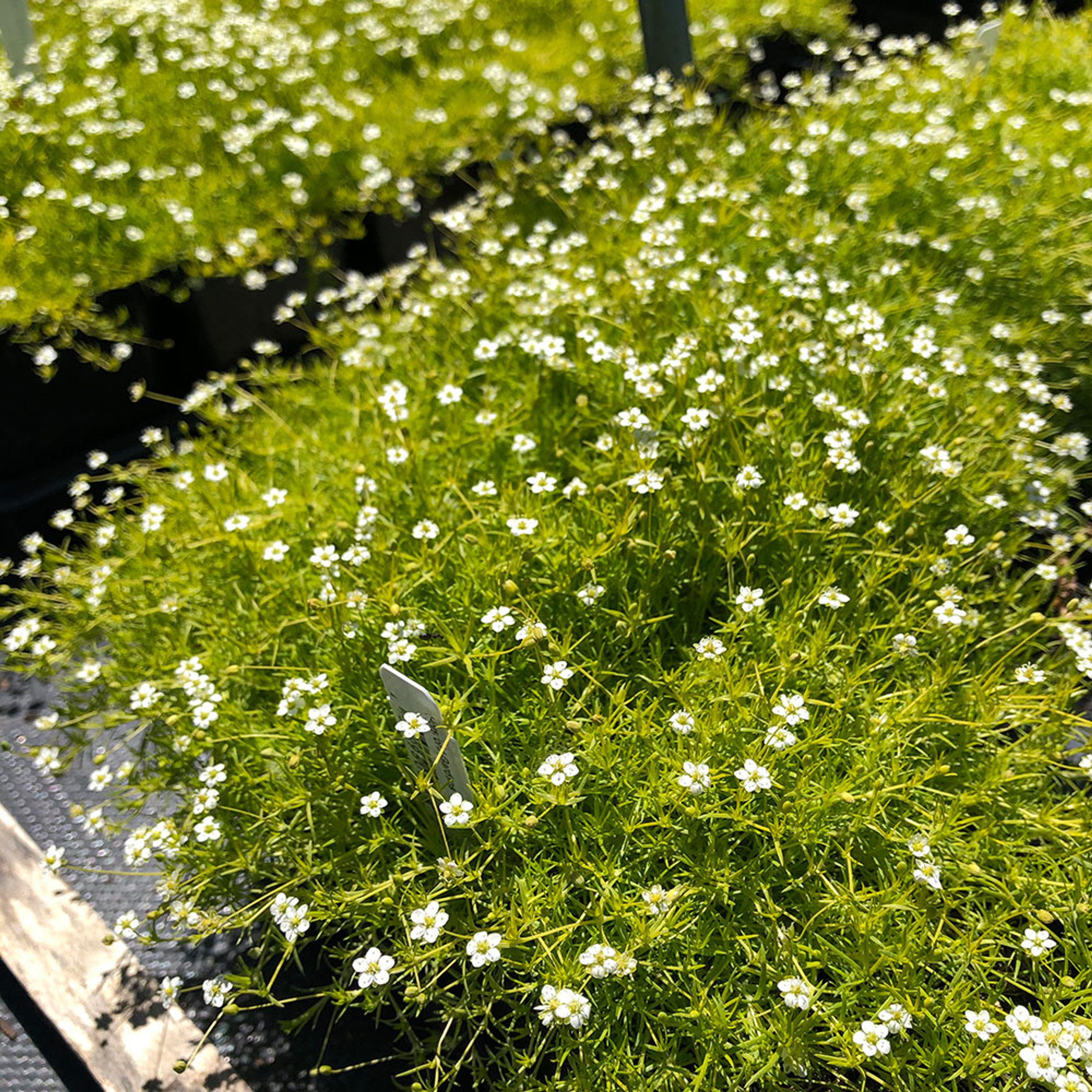 Mazus reptans - Horsford Gardens and Nursery