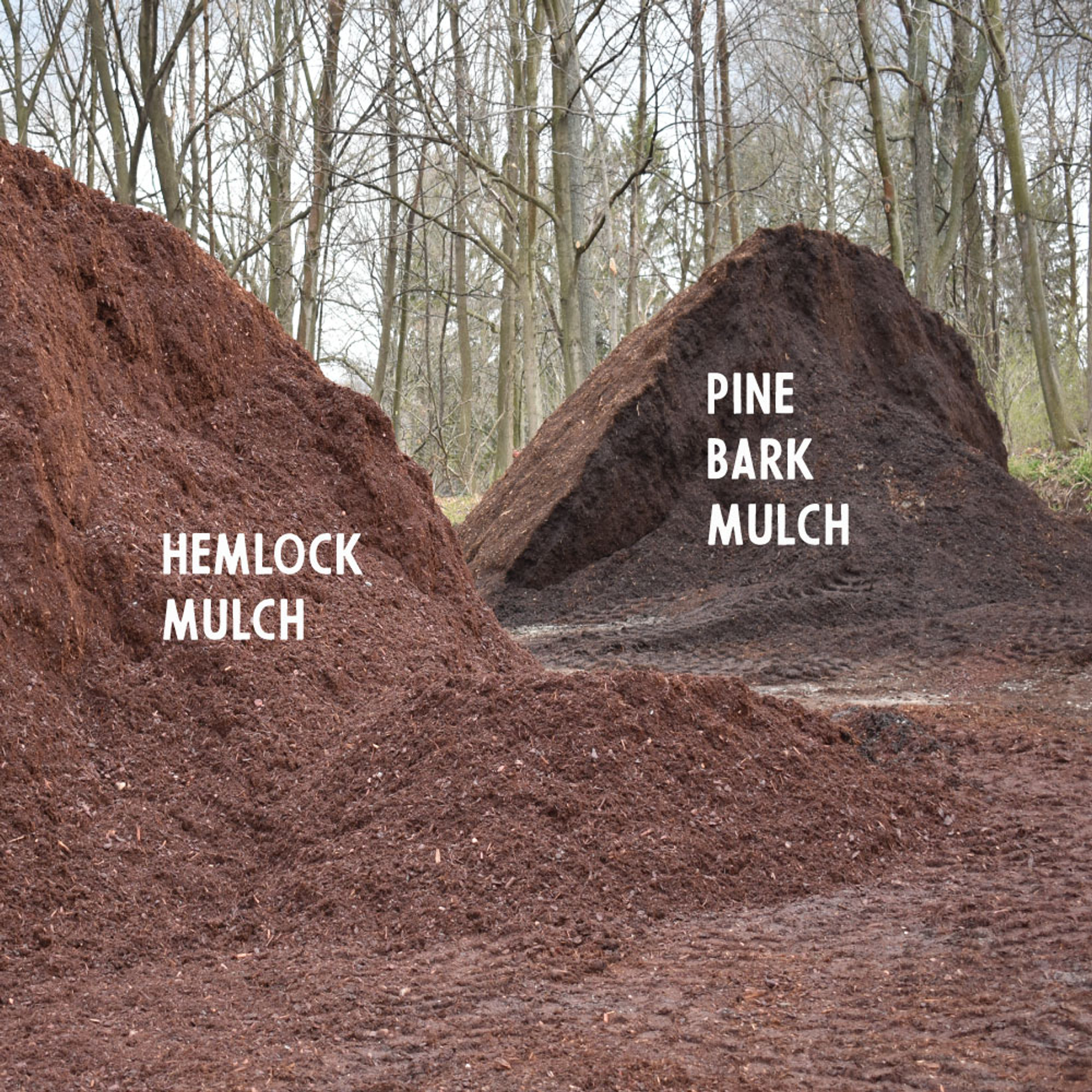 Hemlock Mulch