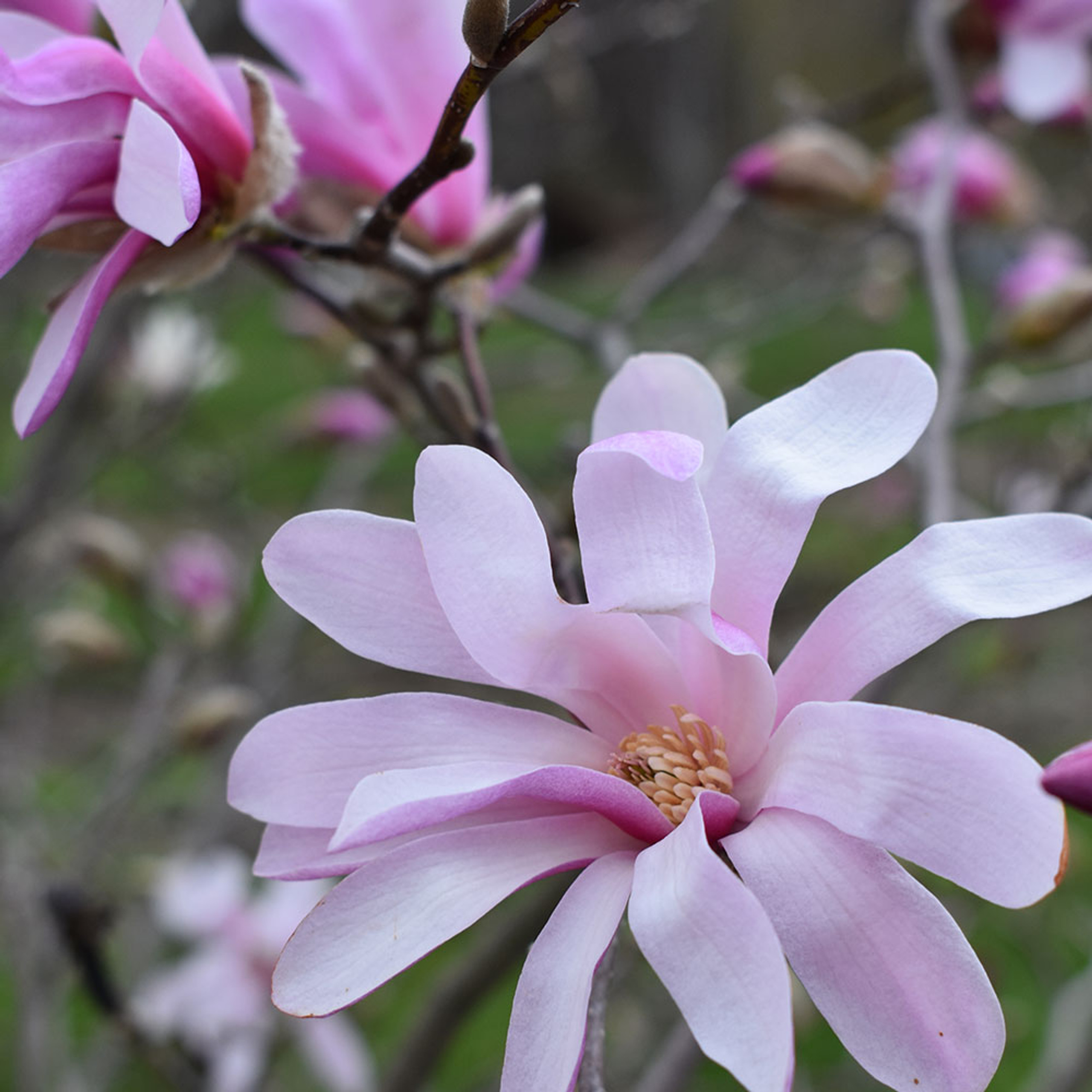 Magnolia x loebneri 'Leonard Messel' Horsford Gardens and Nursery
