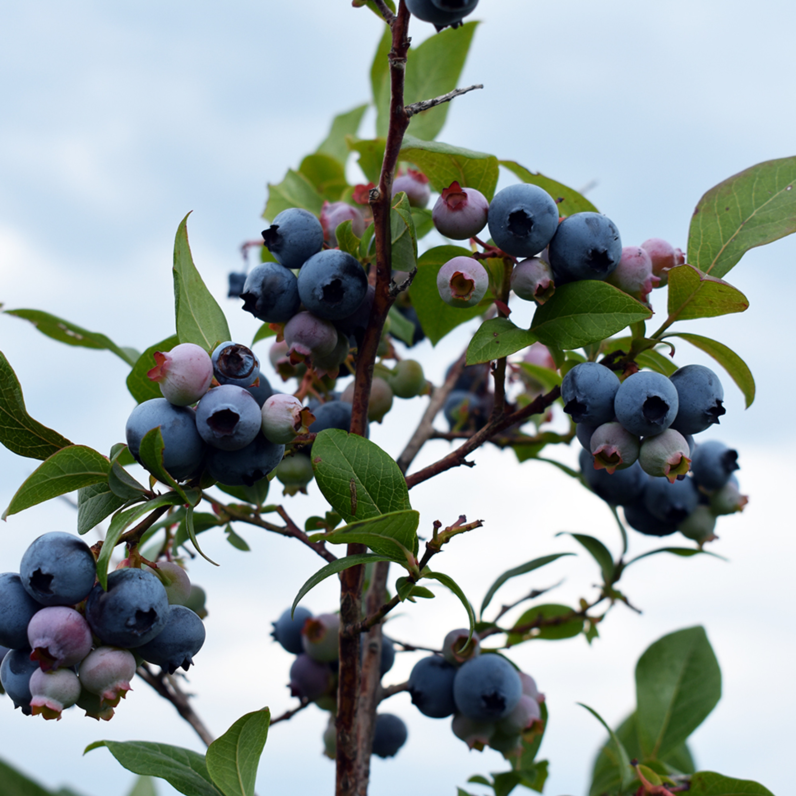 Imbapovi Blueberryterms Of Use - ymbte8w