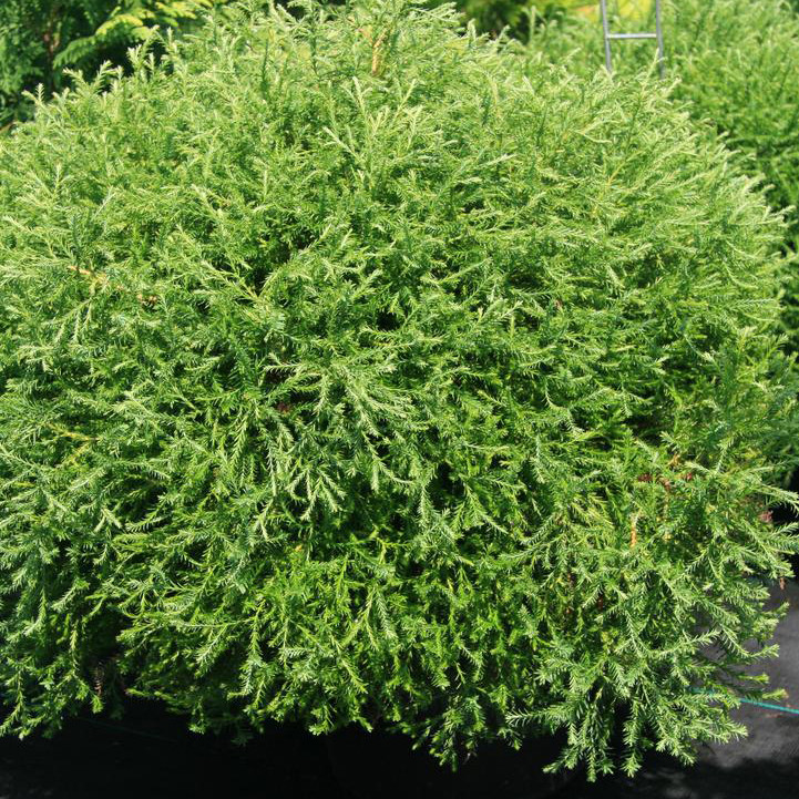 Thuja occidentalis 'Pancake' Horsford Gardens and Nursery