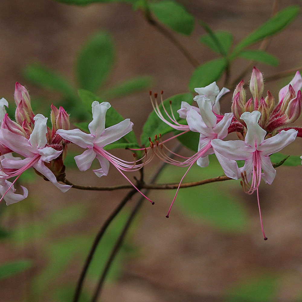 Rhododendron periclymenoides Horsford Gardens and Nursery