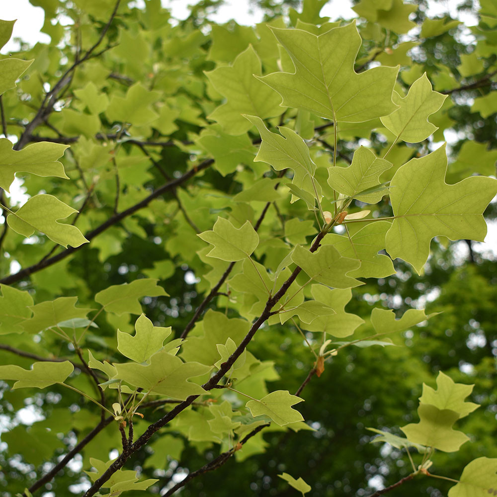Liriodendron tulipifera 'Emerald City' Horsford Gardens and Nursery