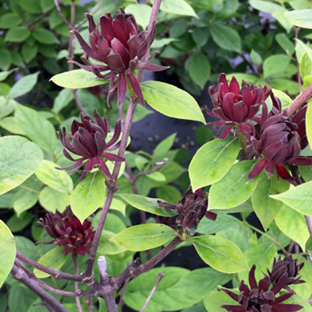 Calycanthus floridus Horsford Gardens and Nursery