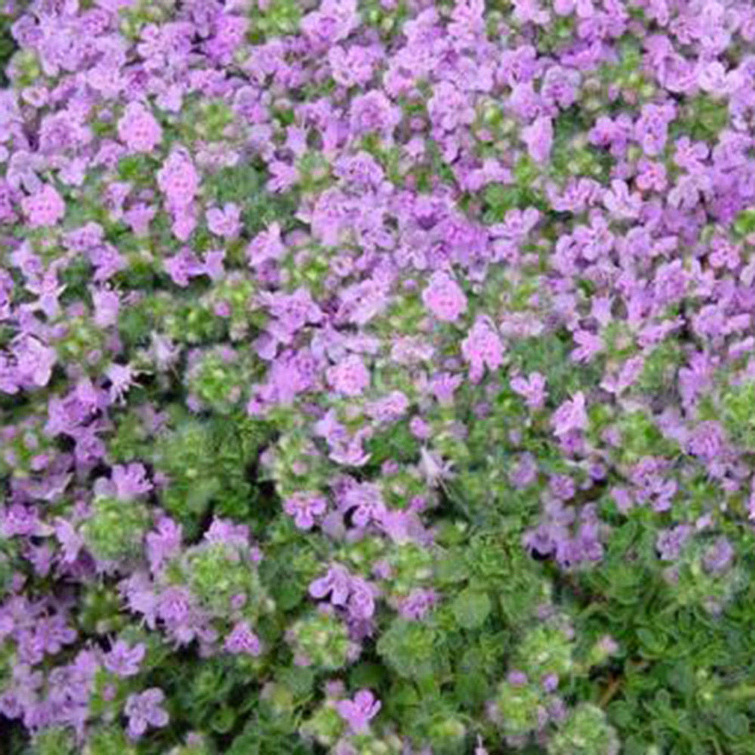 Mazus reptans Horsford Gardens and Nursery