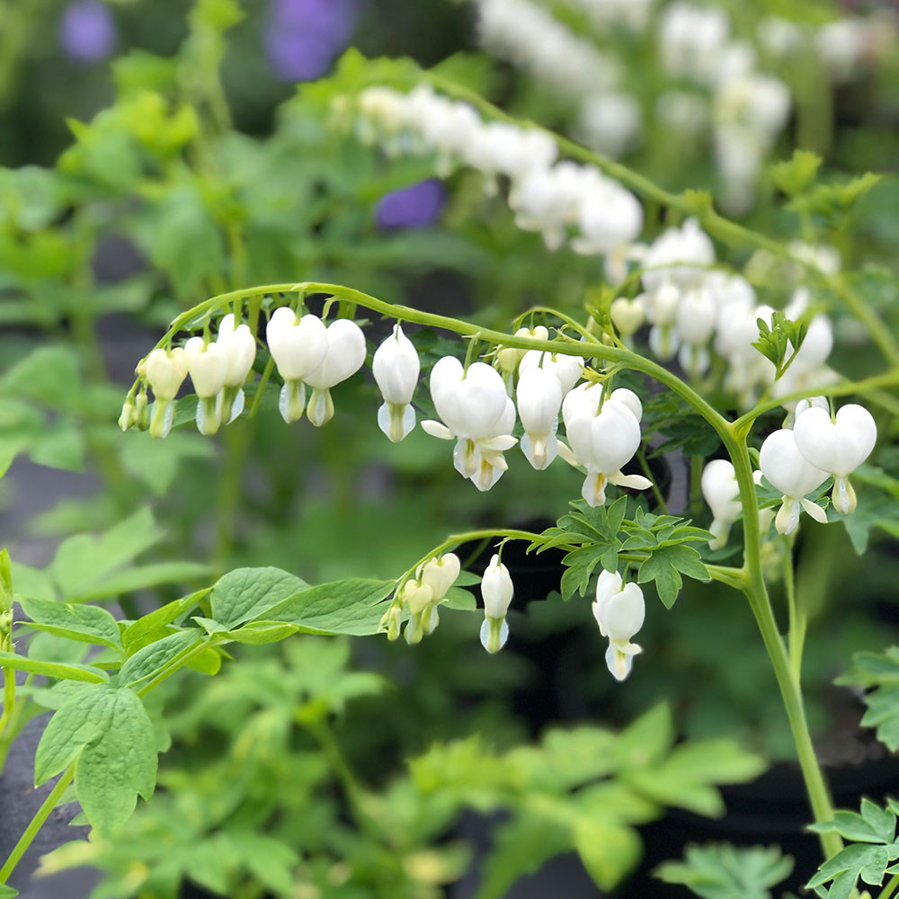 Bulbi Di Dicentra Spectabilis - Cuor Di Maria, Fiori A Cuore Rosa E Bianco