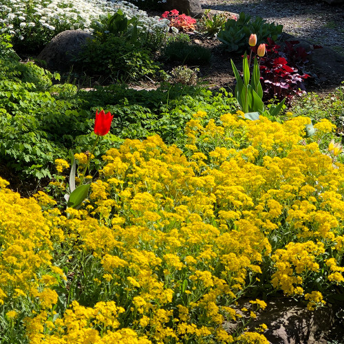 Alyssum 'Golden Spring'