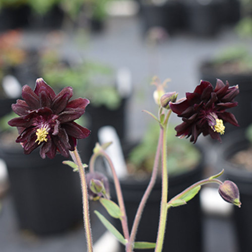 Aquilegia vulgaris 'Black Barlow'