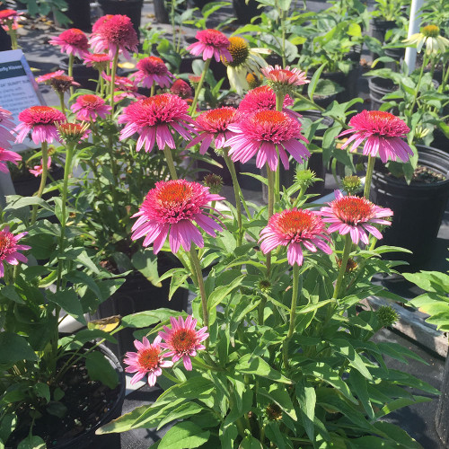 Echinacea purpurea 'Butterfly Kisses'