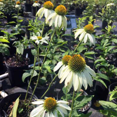 Echinacea purpurea 'White Swan'