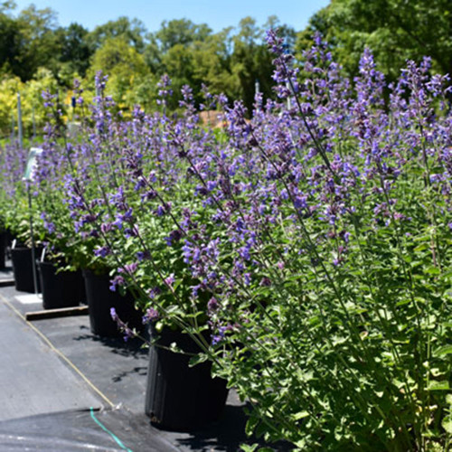 Nepeta x 'Six Hills Giant'