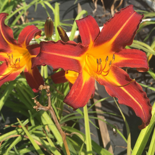 Hemerocallis 'Sammy Russell'