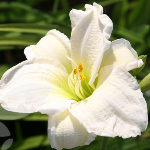 Hemerocallis 'Gentle Shepherd'