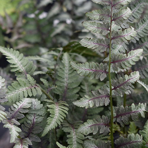 Athyrium x 'Ghost' - Horsford Gardens and Nursery