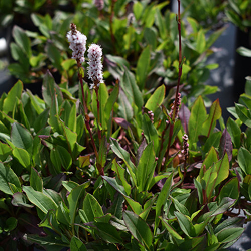 Persicaria affinis 'Dimity'