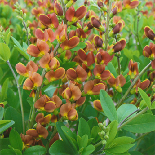 Baptisia 'Cherries Jubilee'