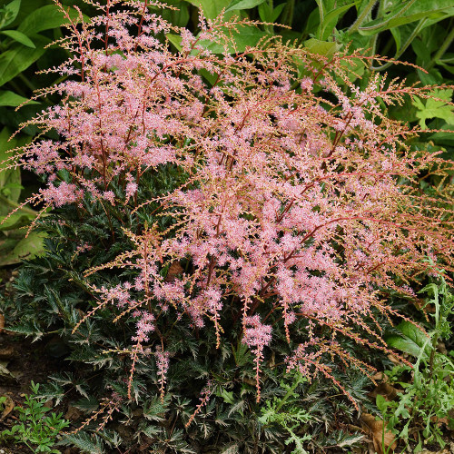 Astilbe simplicifolia 'Sprite'