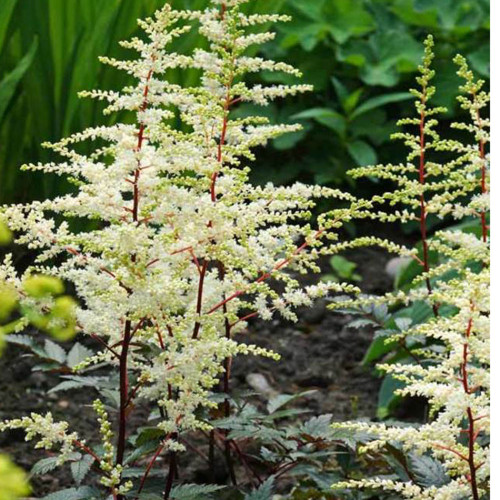 Astilbe x arendsii 'Cappuccino'