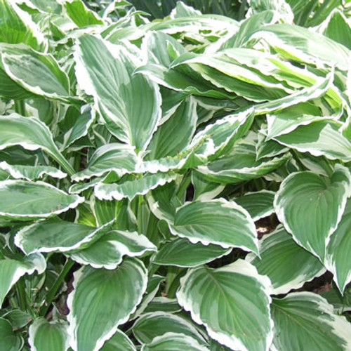 Hosta fortunei 'Albo Marginata'