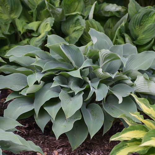 Hosta 'Halcyon'