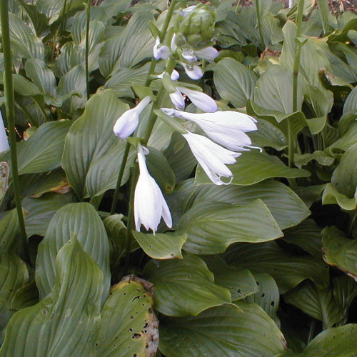 Hosta 'Honey Bells'