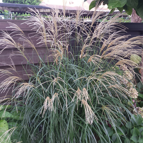 Miscanthus s. 'Silberfeder'