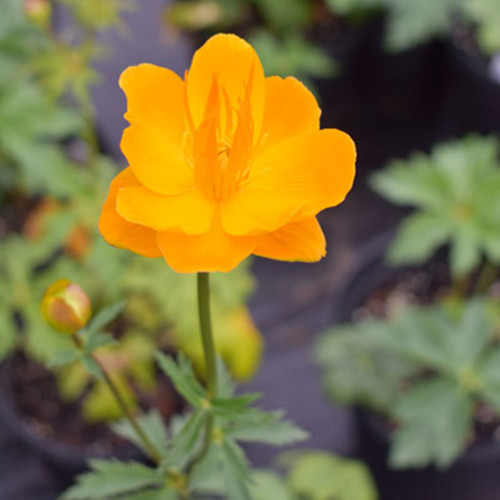 Trollius chinensis 'Golden Queen'