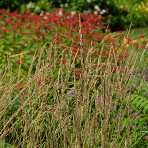 Calamagrostis acutiflora 'Karl Foerster'