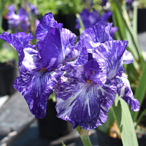 Iris germanica 'Violet Turner' - Horsford Gardens and Nursery
