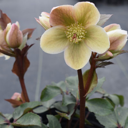 Helleborus 'Wedding Bells' from Hoffie Nursery