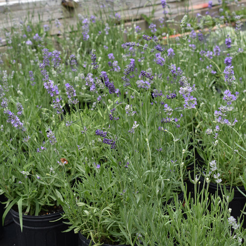 Lavandula angustifolia 'Munstead'