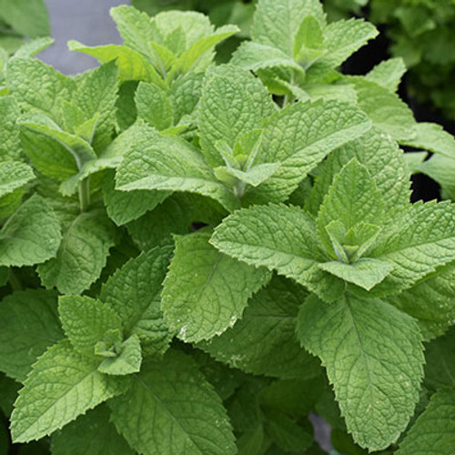 Mentha suavenolens (Apple)